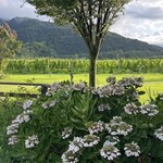 カーブドッチ - 