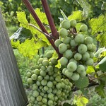 カーブドッチ - 