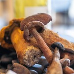 プレゼンテ スギ - 2024.7 夏キノコ（ヤマドリタケ、アカヤマドリタケ、チチタケ）