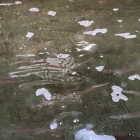 博多料亭 稚加榮 - 