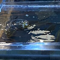 博多料亭 稚加榮 - 