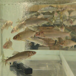 鮎知 - 水槽で元気に泳ぐ若鮎