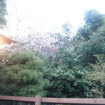 旅館 阿しか里 - 桜が綺麗です♪