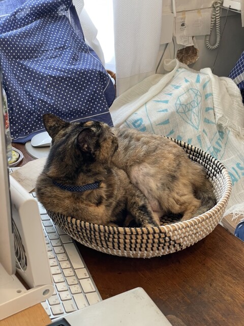 DAIYA MAISON photo 5