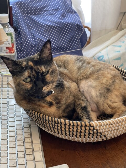 DAIYA MAISON photo 4