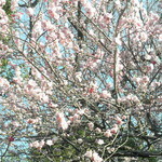 旅館 阿しか里 - 朝の桜