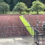 竈炊き立てごはん 土井 本店 - 