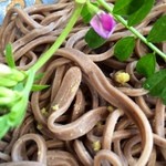 工房わらべ - お蕎麦にワサビを付けて♪