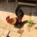 工房わらべ - 人懐っこいニワトリさん(^^;;