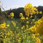 工房わらべ - 菜の花の黄色が鮮やかです。