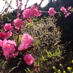 工房わらべ - 駐車場から店舗までの景色。