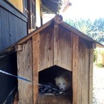 工房わらべ - 店舗横にワンちゃんがいます。