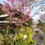 工房わらべ - 桜も桃もぼけも満開でした。