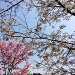 工房わらべ - 満開でしたよ♪