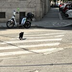 Mauto Caffè - 黒猫が横断歩道を渡っていた
