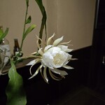 ムーンシャイン - 