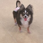 保護犬カフェ ビックホップ印西店 - 