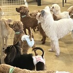 保護犬カフェ ビックホップ印西店 - 