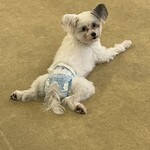 保護犬カフェ ビックホップ印西店 - 