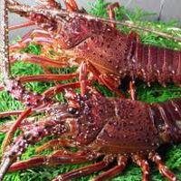 伊勢海老（鉄板焼き） 350g前後