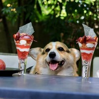 GENTLE Dining - 