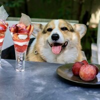 GENTLE Dining - 