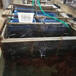 塩湯 - 生け簀です❤️