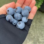 さくらベリーズガーデンカフェ - 料理写真: