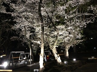 GOOD MORNING CAFE - テラス正面に大きな桜を楽しめます。
