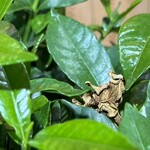 大元 - ミイラ化した2024年最後のクチナシの花の亡き骸^_^