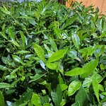 大元 - 生き生きとテカテカワサワサするクチナシの葉は観葉植物たるに十分な資格がある