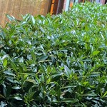 大元 - 食べ終えて出るて見るとやはりクチナシたちはやけに不自然な輝きを放っているのであった^_^