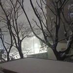 楽衆軒 - 目黒通りにも雪が積もった夜