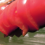 炭火焼肉 あもん - 塩トマト　ズームアップ