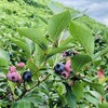 かおるブルーベリー園