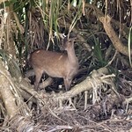 海の家 結 - 阿嘉島の鹿ちゃんも覗いてるよ✨