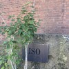 ISO