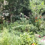 シークレット レストラン カメ - 