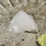 馳走 啐啄一十  - 泥障烏賊