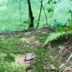 Kyukaruizawa Cafe Suzunone