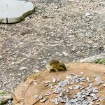 Kyukaruizawa Cafe Suzunone