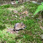 Kyukaruizawa Cafe Suzunone