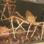 湘南沖地蟹専門店ふじ月 - タカアシガニ