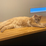 Somali cat & cafe & bar - 大人はでっかくてビックリ。