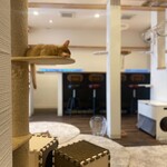 Somali cat & cafe & bar - 熟睡中。