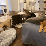 Somali cat & cafe & bar - 猫だらけ。