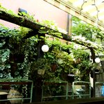 アイリッシュカフェ＆レストラン カプリシカ - 窓から見えるグリーン