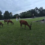 ヤマトモダン - 