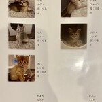 Somali cat & cafe & bar - チビ達、カラー色々。