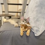 Somali cat & cafe & bar - 可愛いすぎチビちゃんズ。